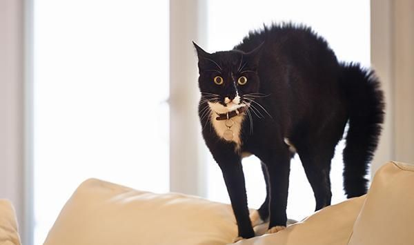 猫咪与生俱来的恐惧症，我们该怎样”化解“他的恐惧呢？