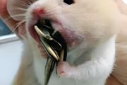 养仓鼠带来财运吗