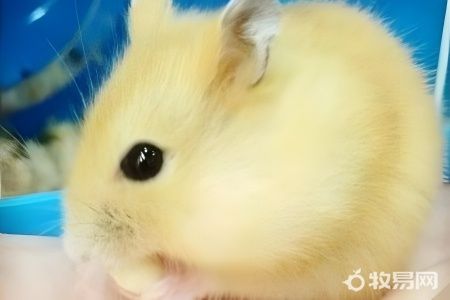 养仓鼠对人有害吗