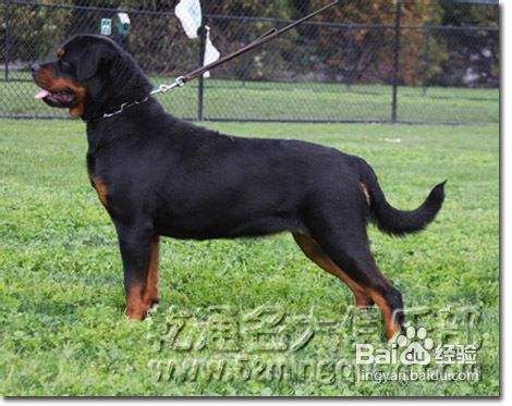 纯种罗威纳犬辨别方法