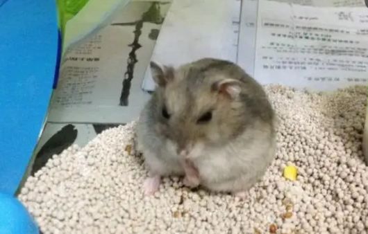 仓鼠疯狂刨浴沙是什么原因