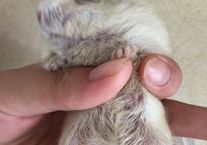 仓鼠掉毛看到肉怎么办？不妨来看看吧