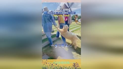 景区小羊被工作人员抓回去“上班”，“像极了不想上班的我”