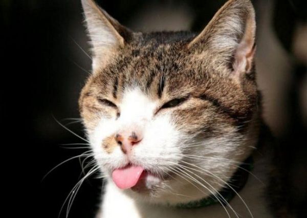 宠主拉着猫咪去运动，猫咪露出的眼神，让宠主笑喷！