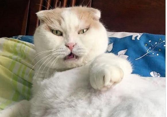宠主拉着猫咪去运动，猫咪露出的眼神，让宠主笑喷！