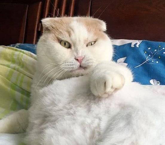 宠主拉着猫咪去运动，猫咪露出的眼神，让宠主笑喷！