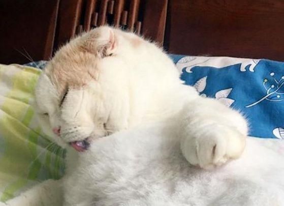 宠主拉着猫咪去运动，猫咪露出的眼神，让宠主笑喷！