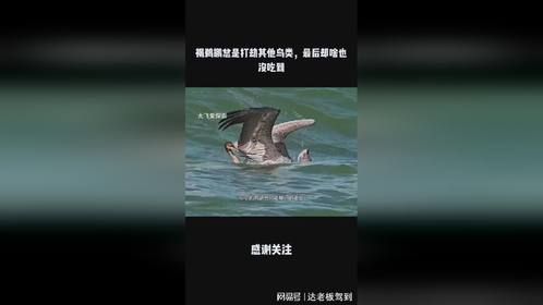 褐鹈鹕总是打劫其他鸟类，最后却啥也没吃到