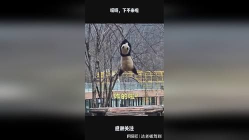 哎呀，下不来啦