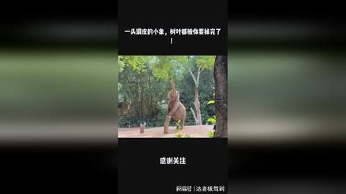 一头调皮的小象，树叶都被你要掉完了！