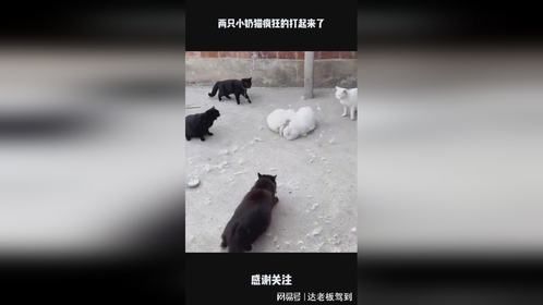 两只小奶猫疯狂的打起来了