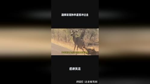 雄狮发现羚羊直接冲过去