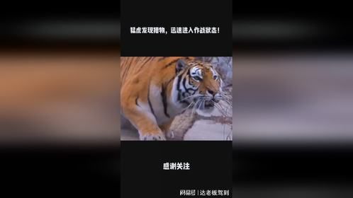 猛虎发现猎物，迅速进入作战状态！