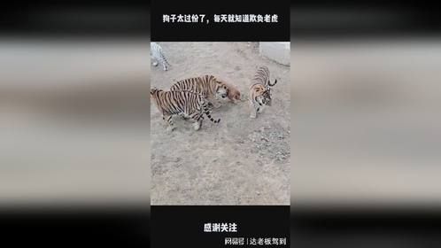 狗子太过份了，每天就知道欺负老虎