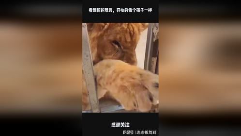 看到新的玩具，开心的像个孩子一样