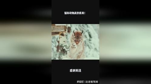 猫科动物真的很美！