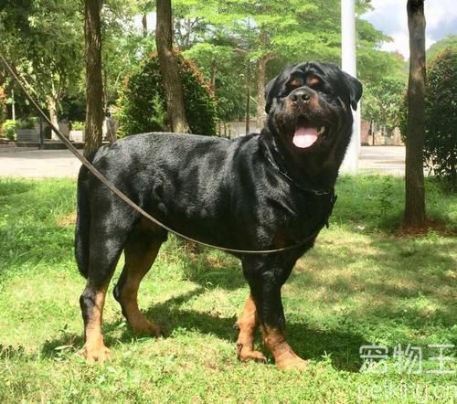 世界上战斗力最强的警犬—罗威纳犬