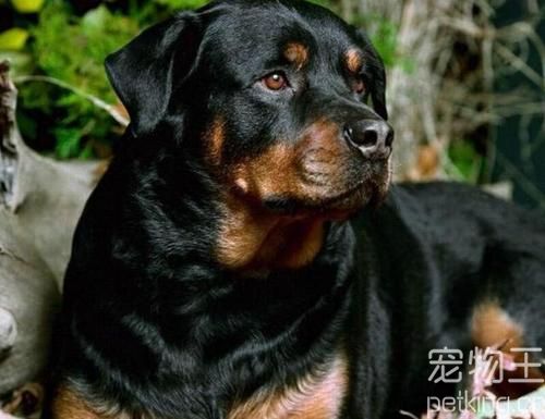 世界上最护主的狗狗，会拿命来保护主人，罗威纳犬第二，杜宾犬更护主