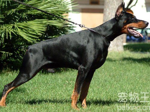 全球综合能力最强的四大犬种：不是杜宾犬，不是罗威纳，而是这货！