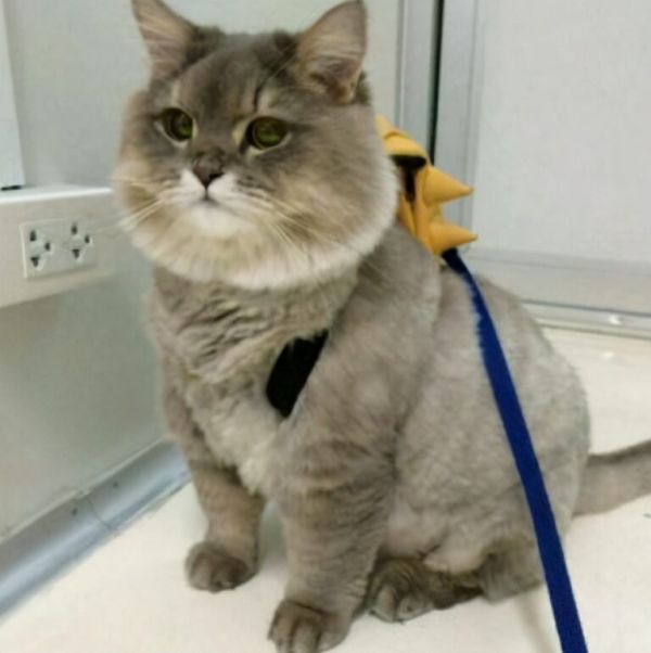 猫咪体重标准对照表,你家猫有超重吗?