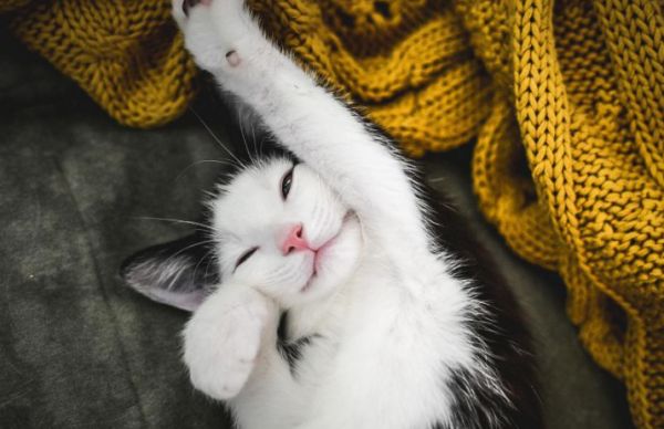 猫咪体重标准对照表,你家猫有超重吗?