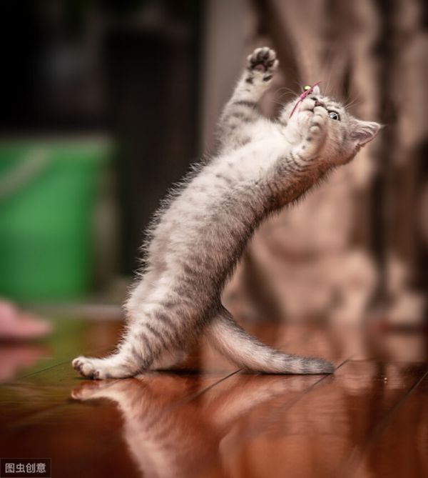 猫咪的尾巴有什么作用？除了掌握平衡外，对幼猫还有个有趣的作用