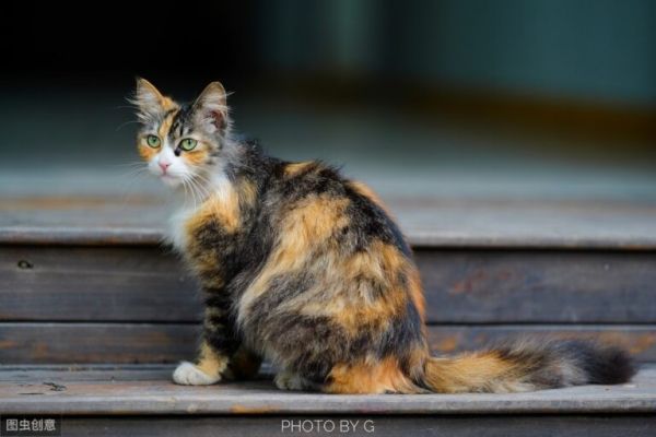 猫咪的尾巴有什么作用？除了掌握平衡外，对幼猫还有个有趣的作用