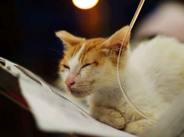 野猫是流浪未驯化的猫，家里养的猫称为家猫，家猫和野猫区别何在
