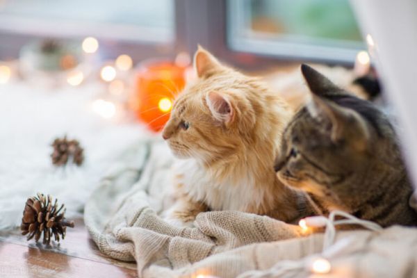 野猫是流浪未驯化的猫，家里养的猫称为家猫，家猫和野猫区别何在