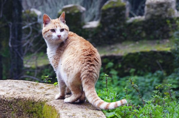 野猫是流浪未驯化的猫，家里养的猫称为家猫，家猫和野猫区别何在