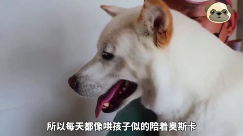 狗子连续一个月没睡过觉，反而越来越精神，得知真相的主人懵了
