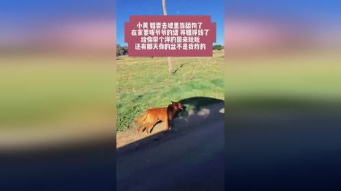 返回城里，小黄狗一路想送，忍不住对它也说说心里话#