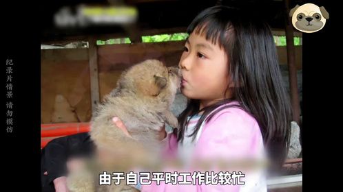 女孩在野外捡回一窝小狼崽，长大后成了狼族首领，太厉害了