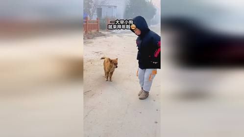 一大早小狗就来拜年啦