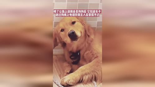 喂了公路上遇到走丢狗狗后，它狂追车子 ，找到主人后委屈不已