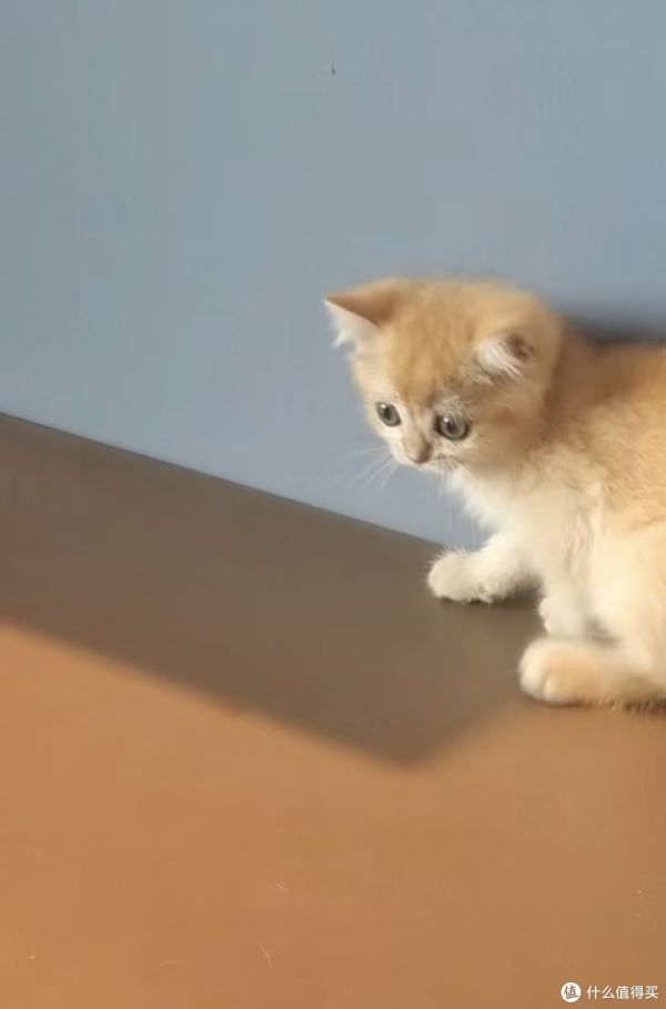 铲屎官日常金渐层猫咪