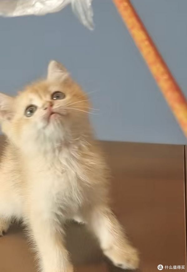 铲屎官日常金渐层猫咪