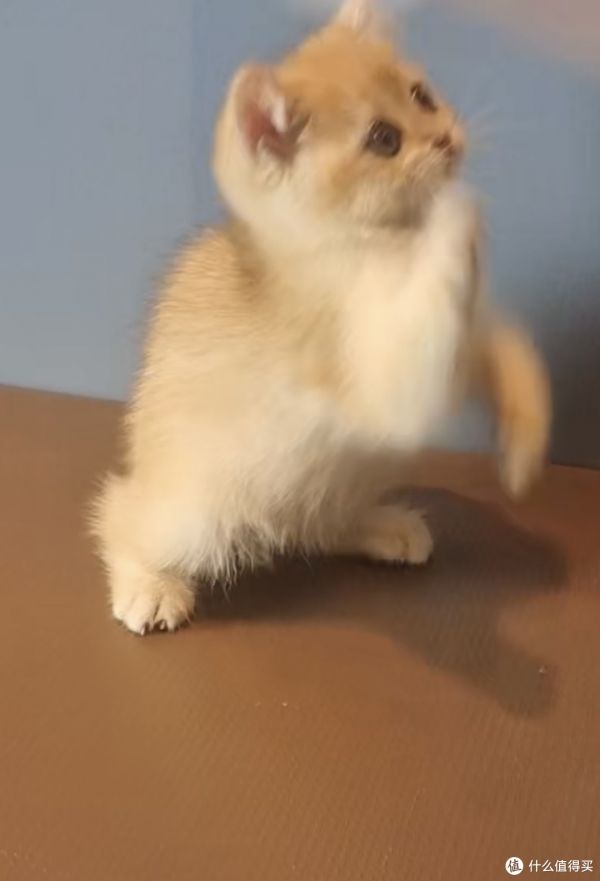 铲屎官日常金渐层猫咪