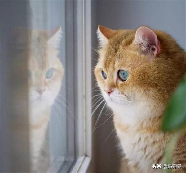 带你认识金渐层！它可不是橘猫哦