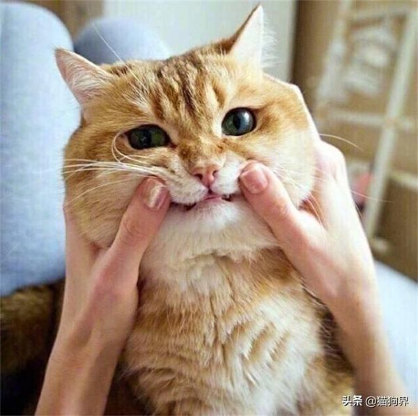 带你认识金渐层！它可不是橘猫哦