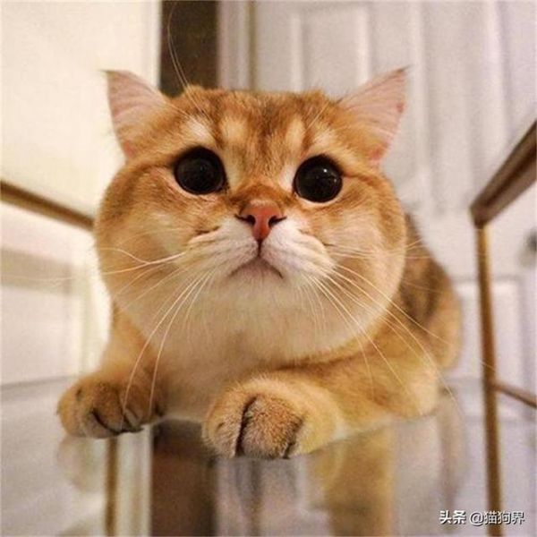 带你认识金渐层！它可不是橘猫哦