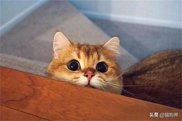 带你认识金渐层！它可不是橘猫哦