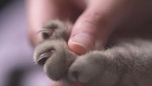 猫咪指甲断裂出血?可能是生病了!