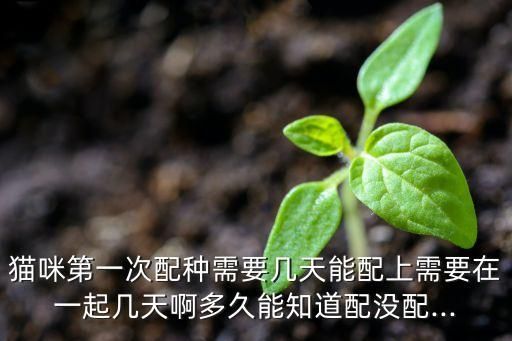 猫咪第一次配种需要几天能配上需要在一起几天啊多久能知道配没配...
