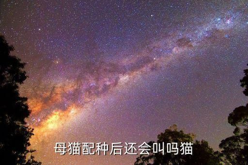 母猫配种后还会叫吗猫