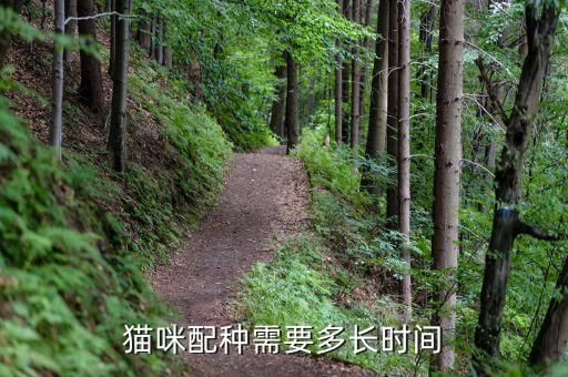 猫咪配种需要多长时间