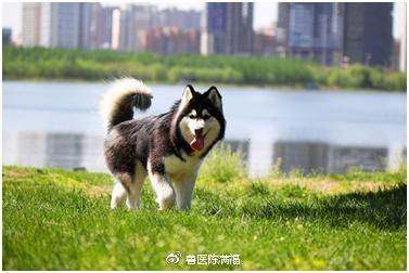 呵护肠胃，宠粮优选
