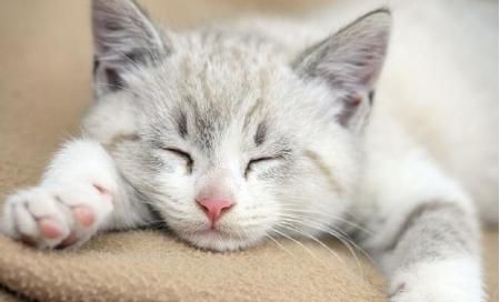 猫咪们的眼睛都有哪些健康状况？