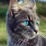 猫猫的眼睛,到底有多少种颜色?