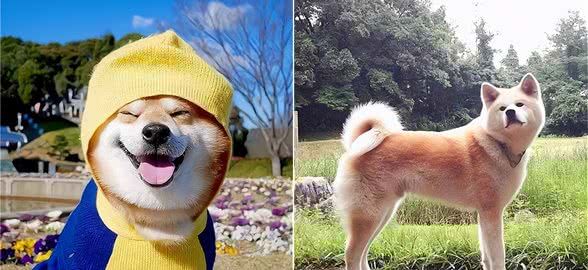 柴犬和秋田犬有什么区别?一个呆萌一个霸气,你更喜欢哪种?